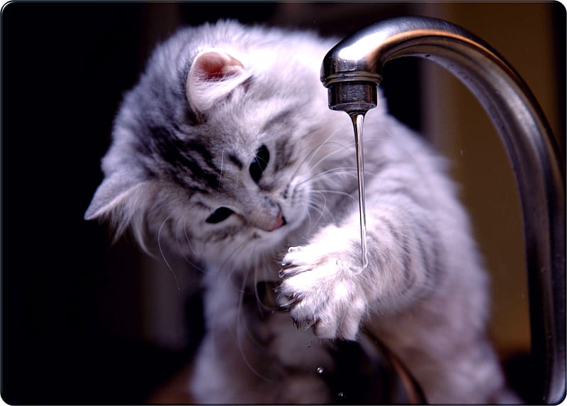 HD wallpaper hand wash cute kitty washing clean hand adorable kitten